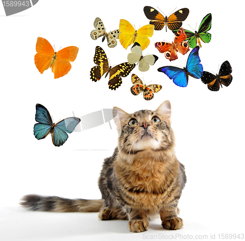 Image of young norwegian cat and butterfly