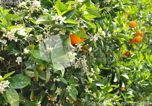 Image of orange blossom