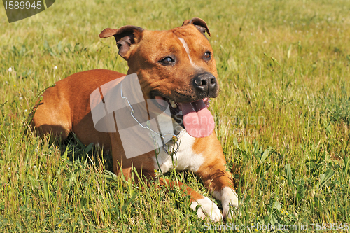 Image of staffordshire bull terrier