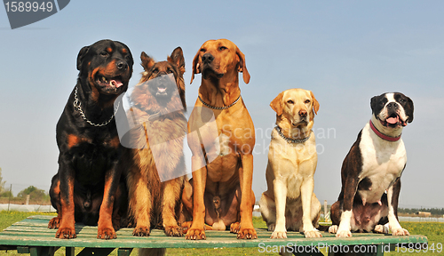 Image of five big dogs