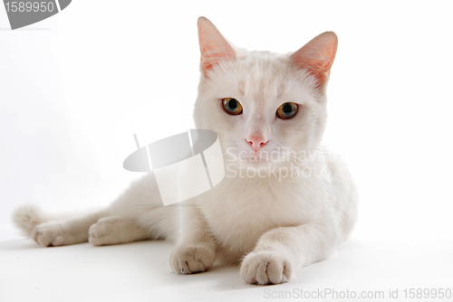 Image of white cat