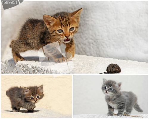 Image of kitten