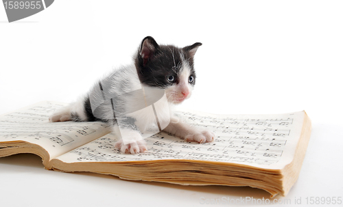 Image of kitten and music book