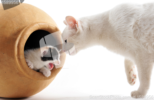 Image of cat and kitten in pot