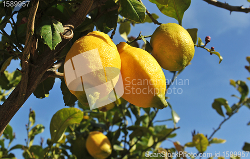 Image of lemons