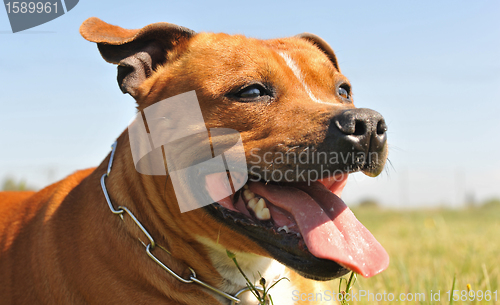 Image of staffordshire bull terrier