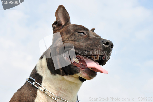 Image of american staffordshire terrier