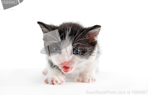 Image of kitten 