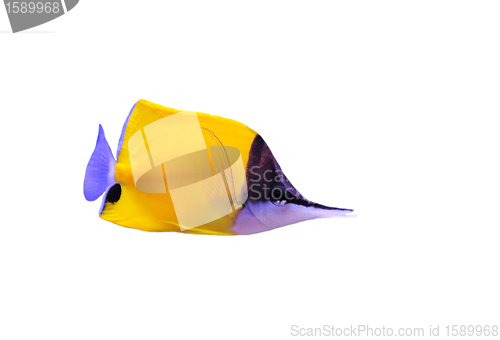 Image of Yellow Longnose Butterflyfish