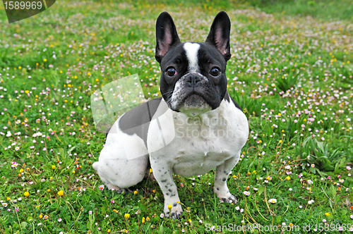 Image of french bouledogue