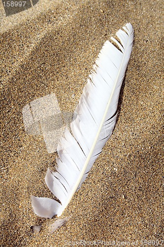 Image of Beach Feather