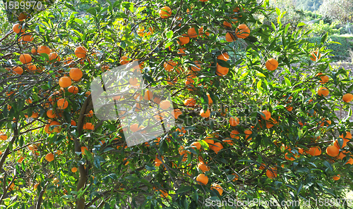 Image of orange fruit