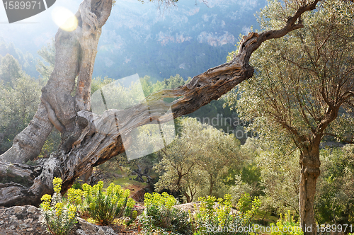 Image of olive tree