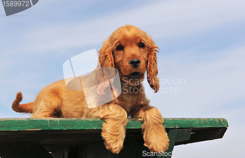 Image of puppy cocker spaniel