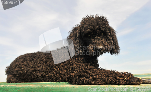 Image of black poodle