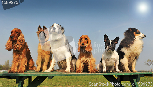 Image of little dogs