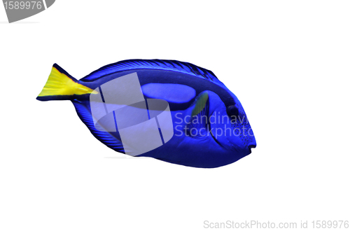 Image of Wedgetailed Blue Tang (Paracanthurus hepatus) 