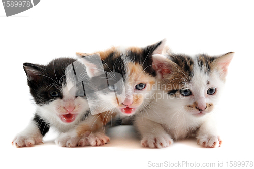 Image of three kitten