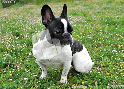 Image of french bouledogue