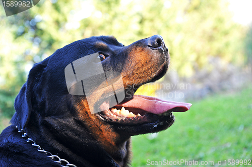 Image of rottweiler