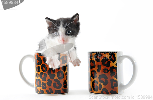 Image of kitten in a cup of tea