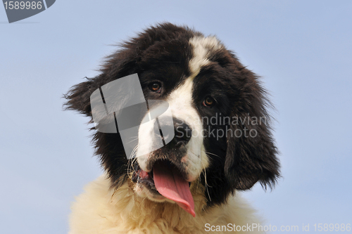 Image of puppy landseer