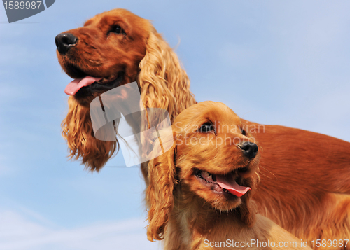 Image of puppy and adult cocker