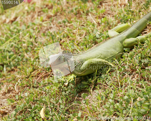 Image of green iguana, male adult, panama, central america 