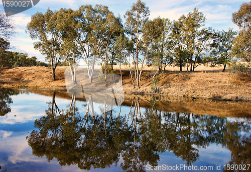 Image of river gum trees reflecting in river