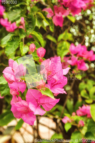 Image of beautiful pink flowers in the garden