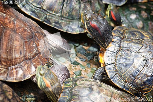 Image of tortoises crowded together