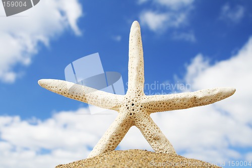 Image of Beach Starfish