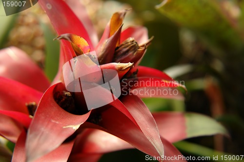 Image of amazonian rain forest flower