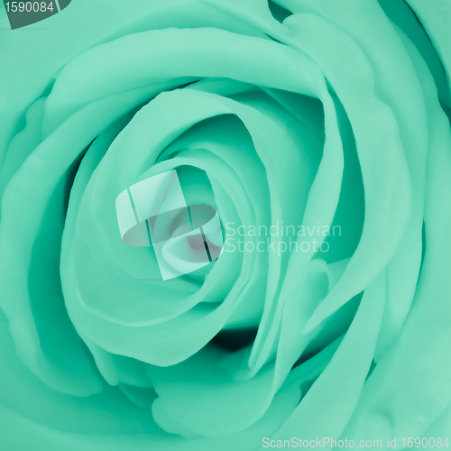 Image of green rose close up