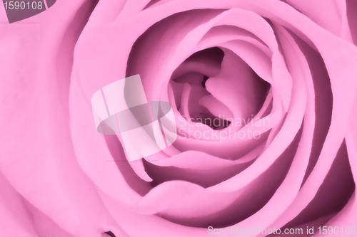 Image of pink rose close up