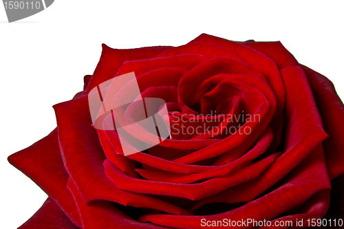 Image of red rose