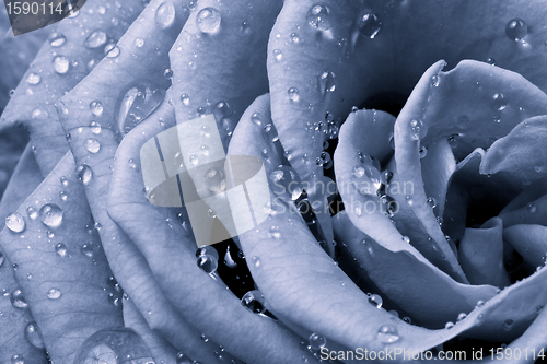 Image of blue rose