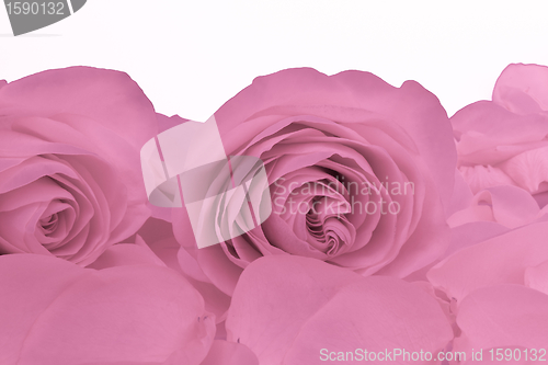 Image of pink rose macro