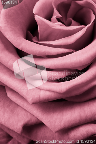 Image of pink rose