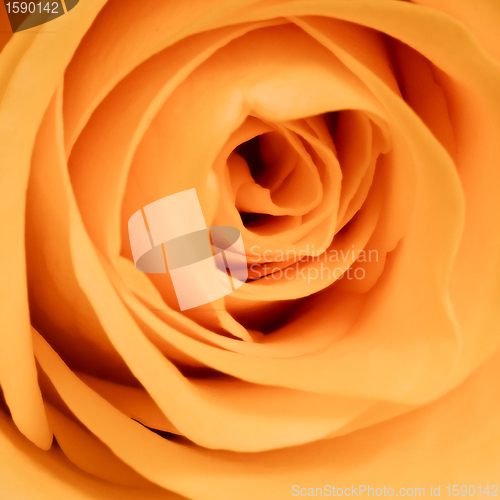 Image of orange rose close up