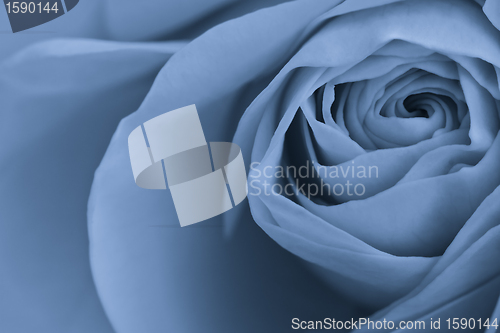 Image of blue rose macro