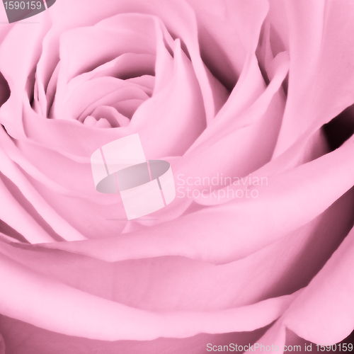 Image of pink rose close up