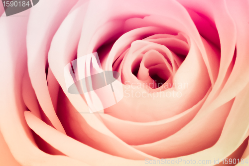 Image of multicolor rose