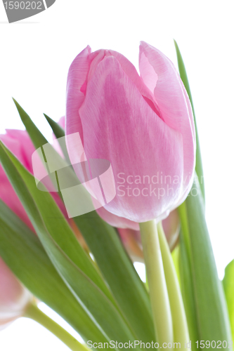 Image of pink tulips