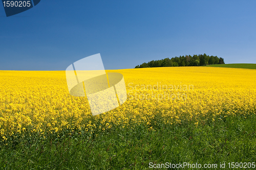 Image of rape field