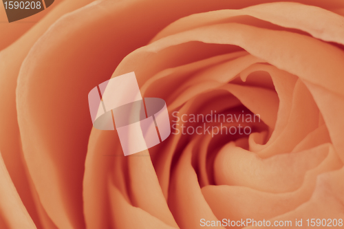 Image of orange rose macro