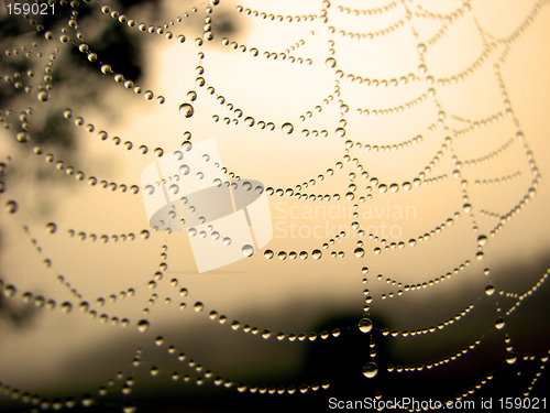 Image of cobweb