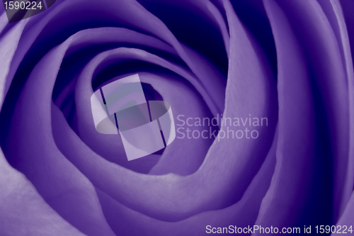 Image of violet rose macro