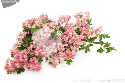 Image of Hawthorn Blossom Flowers