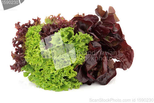 Image of  Lettuce Variety